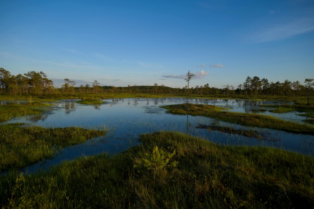 Free stock photo of blue sky, bog, green nature